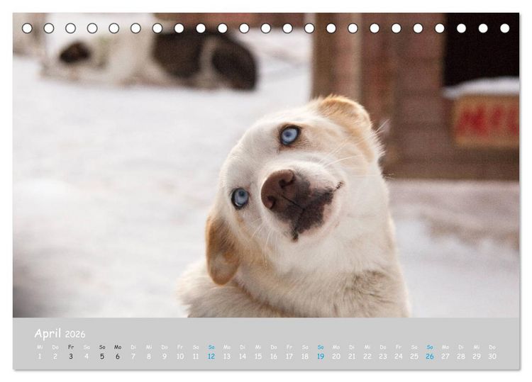 Produktbild: Alaskan Huskies (Tischkalender 2026 DIN A5 quer), CALVENDO Monatskalender