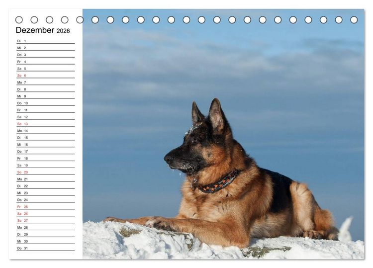 Produktbild: Deutsche Sch&auml;ferhunde - Liebenswerte Graunasen (Tischkalender 2026 DIN A5 quer), CALVENDO Monatskalender