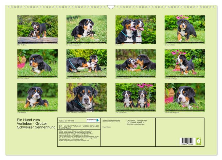 Produktbild: Ein Hund zum Verlieben - Gro&szlig;er Schweizer Sennenhund (Wandkalender 2026 DIN A2 quer), CALVENDO Monatskalender