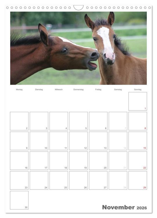 Produktbild: Fohlen und Jungpferde (Wandkalender 2026 DIN A3 hoch), CALVENDO Monatskalender