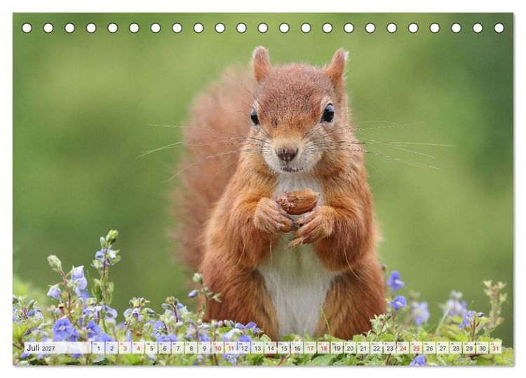 Produktbild: Besondere Augenblicke mit Eichh&ouml;rnchen (Tischkalender 2027 DIN A5 quer), CALVENDO Monatskalender