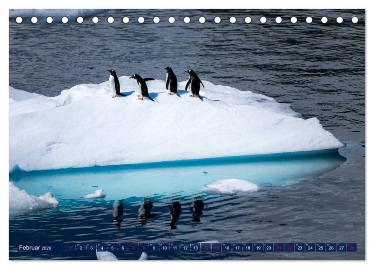 Produktbild: Antarktis Gletscher, Robben, Pinguine (Tischkalender 2026 DIN A5 quer), CALVENDO Monatskalender