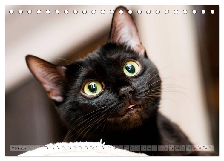 Produktbild: Liebe auf den ersten Katzenblick (Tischkalender 2026 DIN A5 quer), CALVENDO Monatskalender