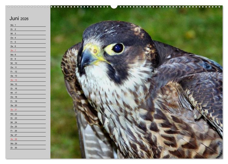 Produktbild: Falken und Greifv&ouml;gel - Edle J&auml;ger (hochwertiger Premium Wandkalender 2026 DIN A2 quer), Kunstdruck in Hochglanz