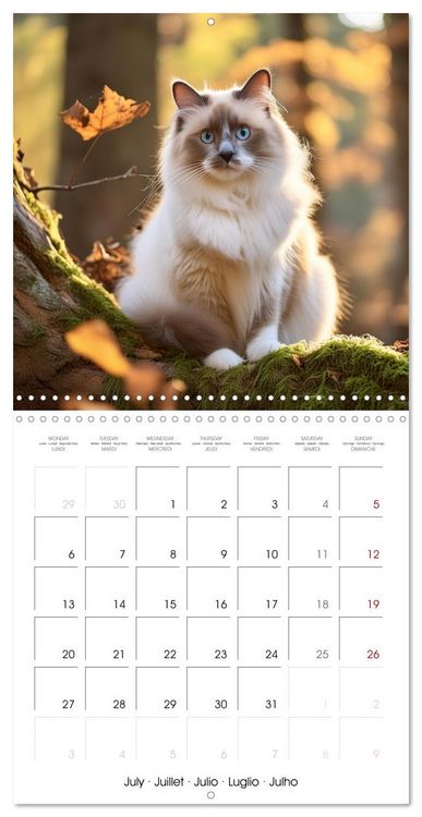 Produktbild: Beautiful Ragdolls - Cats in Nature (Wall Calendar 2026 12 &times; 12 Inch) CALVENDO 12 Month Wall Calendar