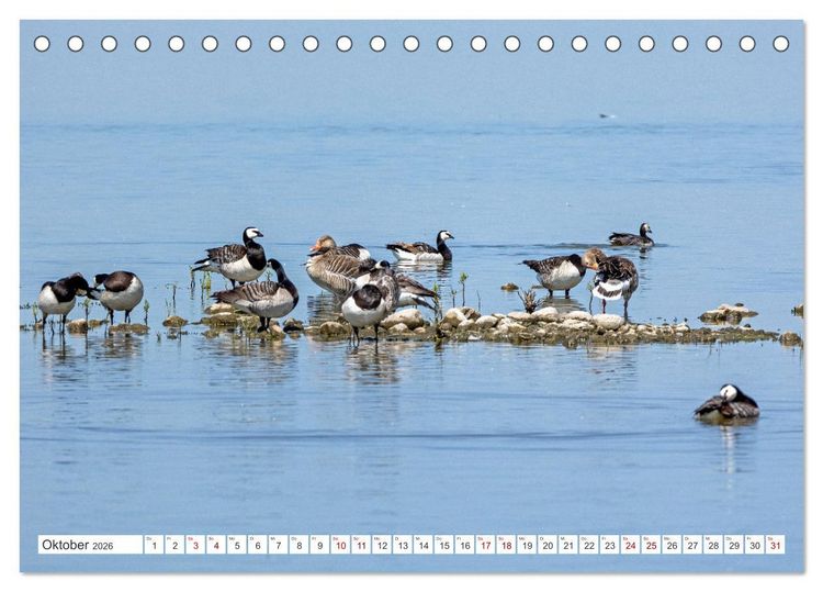 Produktbild: Sturmerprobt - V&ouml;gel an Nordfrieslands K&uuml;ste (Tischkalender 2026 DIN A5 quer), CALVENDO Monatskalender