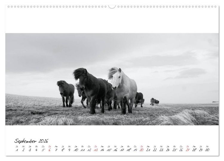 Produktbild: Islandpferde von Brimilsvellir (hochwertiger Premium Wandkalender 2026 DIN A2 quer), Kunstdruck in Hochglanz