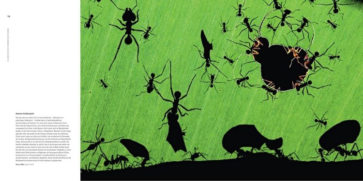 Produktbild: 60 Jahre Wildlife Fotografien des Jahres