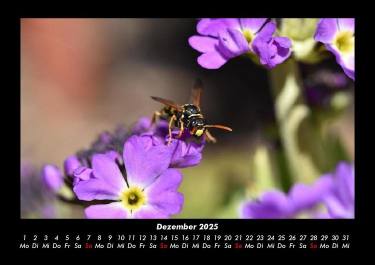 Produktbild: Bienen 2025 Fotokalender DIN A3