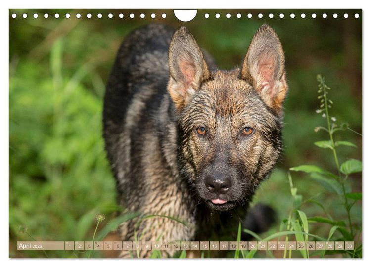 Produktbild: Sch&auml;ferhunde - Freunde auf 4 Pfoten (Wandkalender 2026 DIN A4 quer), CALVENDO Monatskalender