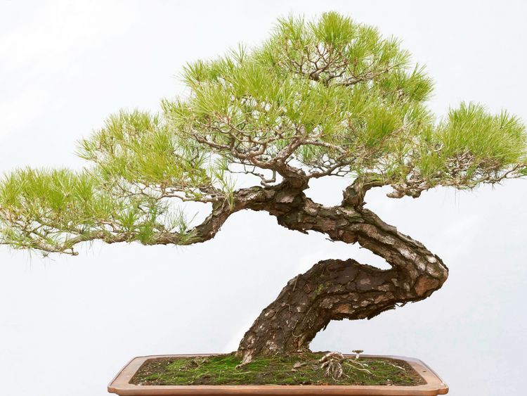 CALVENDO Puzzle Prchtiger Bonsai Baum, Sichuan Provinz, China. | 1000  Teile Lege-Gre 64x48cm Foto-Puzzle fr glckliche Stunden kaufen