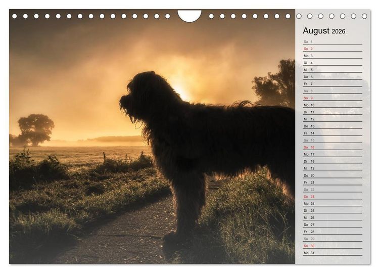 Produktbild: Der Briard 2026 - Ein echter Charmeur (Wandkalender 2026 DIN A4 quer), CALVENDO Monatskalender
