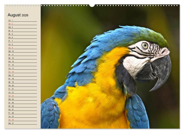 Produktbild: Regenwald. Tiere im Dschungel (hochwertiger Premium Wandkalender 2026 DIN A2 quer), Kunstdruck in Hochglanz