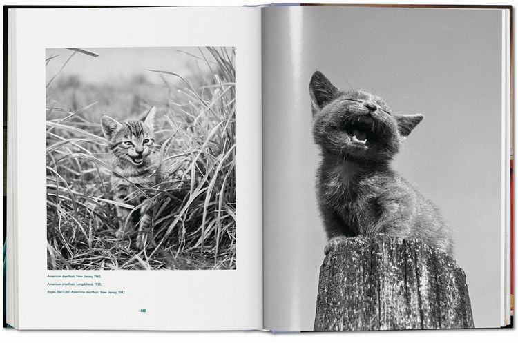 Produktbild: Walter Chandoha. Cats. Photographs 1942&ndash;2018