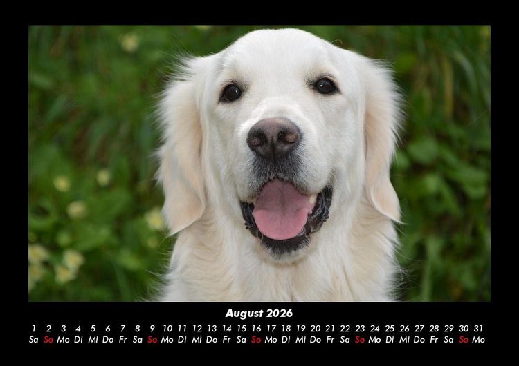 Produktbild: Der Hundekalender 2026 Fotokalender DIN A3