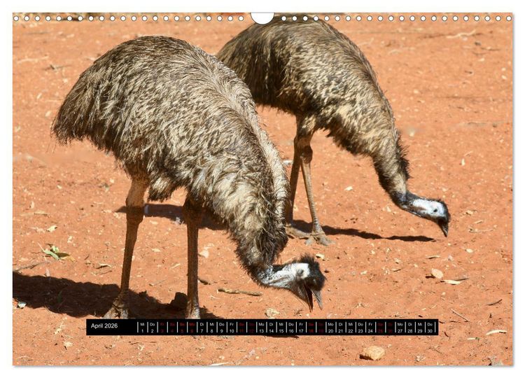 Produktbild: Faszination Australien - Welt der V&ouml;gel (Wandkalender 2026 DIN A3 quer), CALVENDO Monatskalender