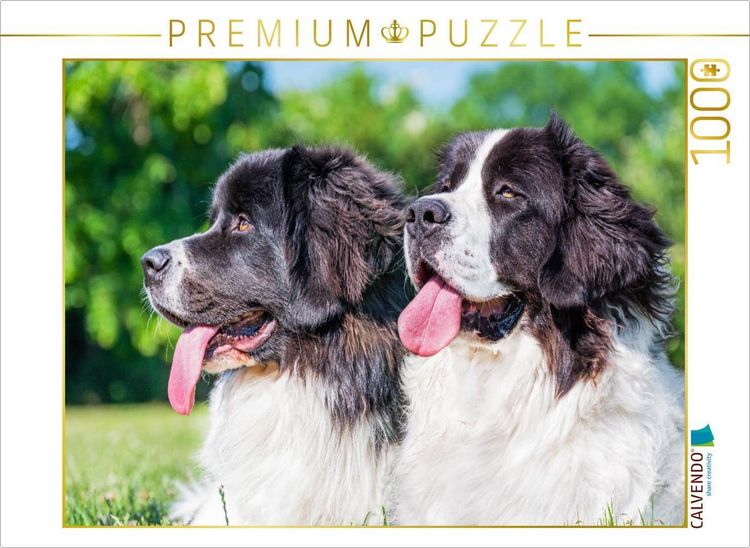 Produktbild: CALVENDO Puzzle Portr&auml;t von zwei Landseer-H&uuml;ndinnen | 1000 Teile Lege-Gr&ouml;&szlig;e 64x48cm Foto-Puzzle f&uuml;r gl&uuml;ckliche Stunden