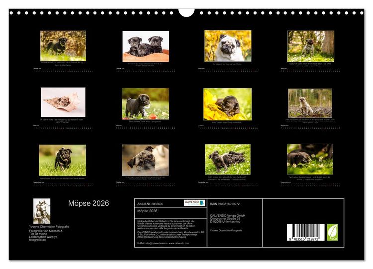 Produktbild: M&ouml;pse 2026 (Wandkalender 2026 DIN A3 quer), CALVENDO Monatskalender