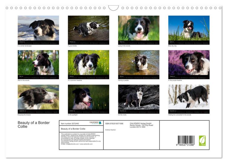 Produktbild: Beauty of a Border Collie (Wall Calendar 2026 DIN A3 landscape), CALVENDO 12 Month Wall Calendar