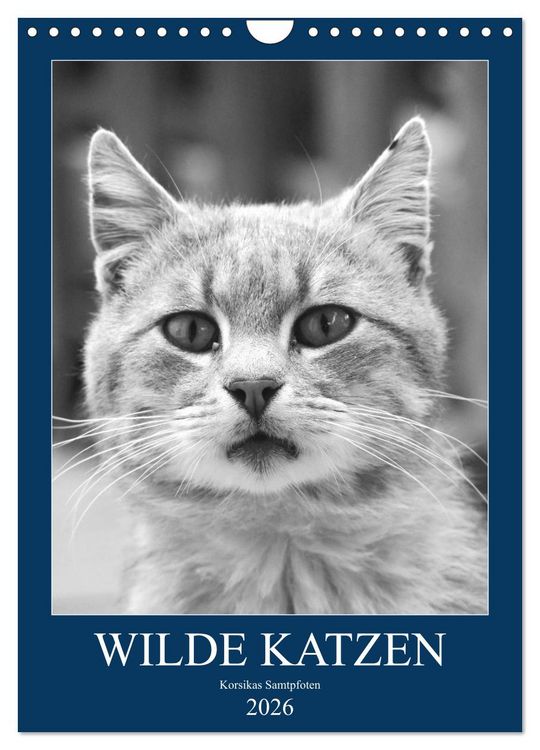 Produktbild: Wilde Katzen - Korsikas Samtpfoten (Wandkalender 2026 DIN A4 hoch), CALVENDO Monatskalender