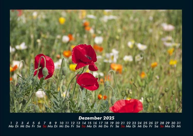 Produktbild: Blumenträume 2025 Fotokalender DIN A4