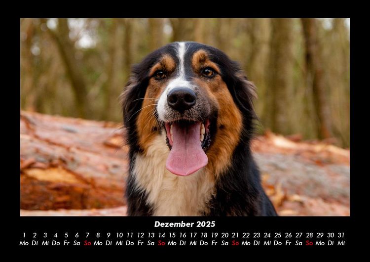 Produktbild: Hundezauber 2025 Fotokalender DIN A3