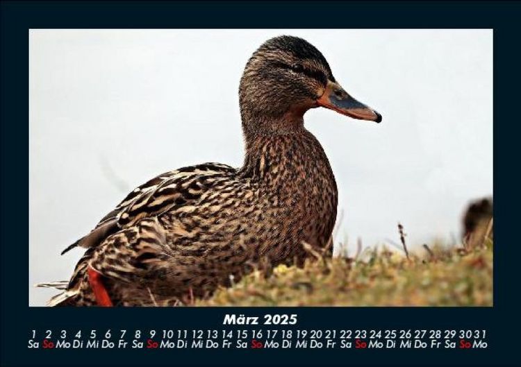 Produktbild: Welt der V&ouml;gel 2025 Fotokalender DIN A5