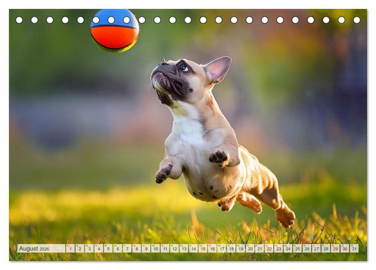 Produktbild: Bullys in Action - Franz&ouml;sische Bulldoggen lieben B&auml;lle (Tischkalender 2026 DIN A5 quer), CALVENDO Monatskalender