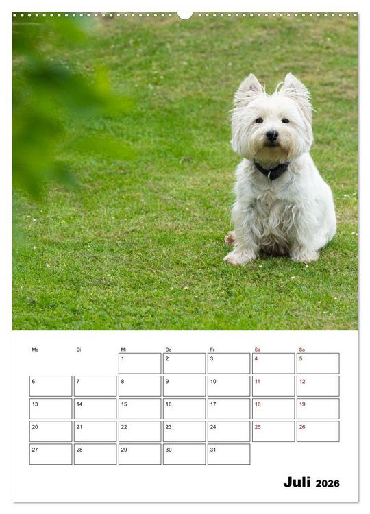 Produktbild: West Highland White Terrier - Herzensbrecher auf vier Pfoten (Wandkalender 2026 DIN A2 hoch), CALVENDO Monatskalender