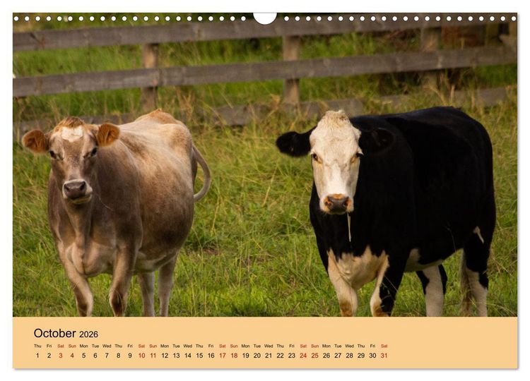 Produktbild: Our farm animals (Wall Calendar 2026 DIN A3 landscape), CALVENDO 12 Month Wall Calendar