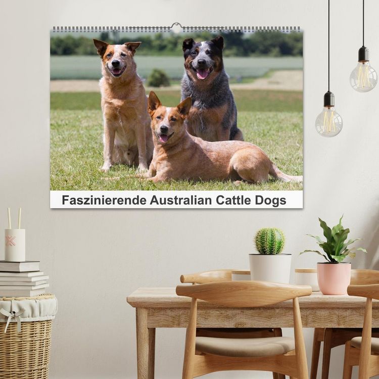 Produktbild: Faszinierende Australian Cattle Dogs (Wandkalender 2026 DIN A2 quer), CALVENDO Monatskalender