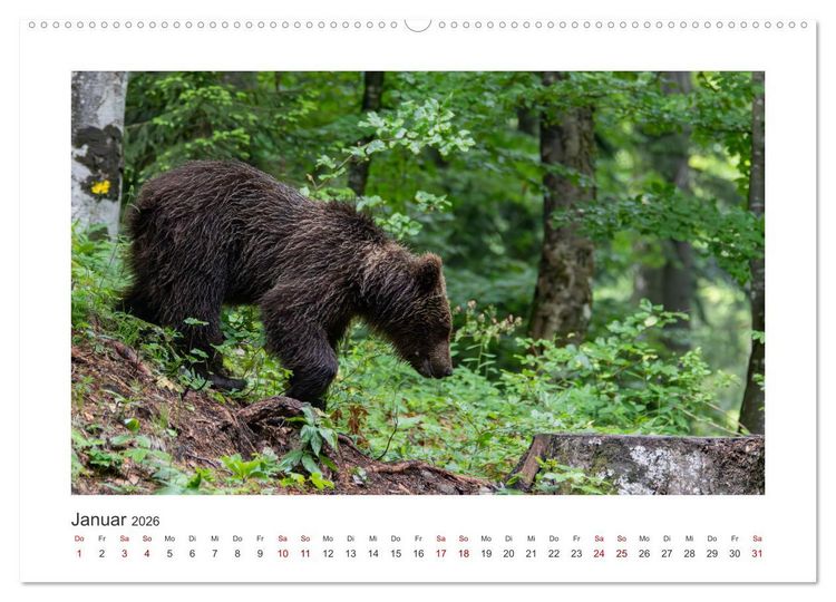 Produktbild: Slowenien - Wilde B&auml;ren und zauberhafte Natur (hochwertiger Premium Wandkalender 2026 DIN A2 quer), Kunstdruck in Hochglanz