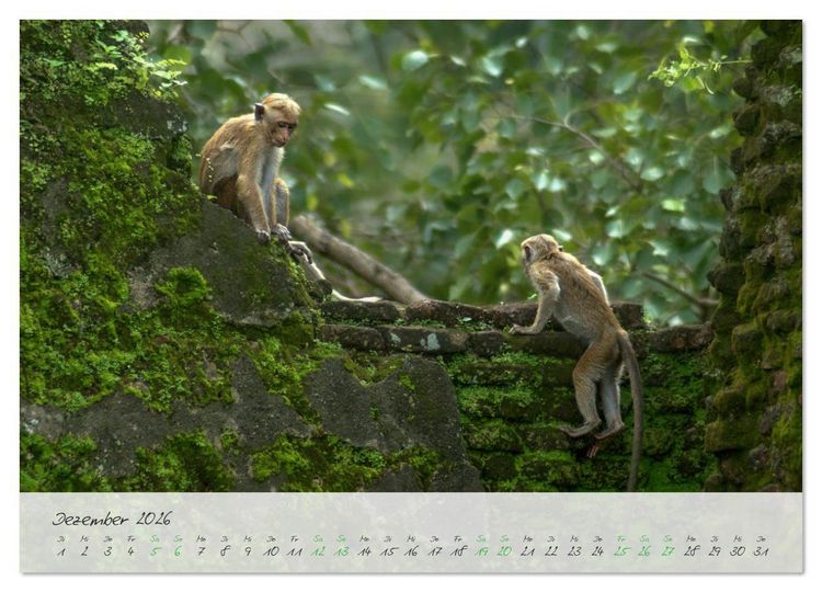 Produktbild: Verliebt in Sri Lanka (Wandkalender 2026 DIN A3 quer), CALVENDO Monatskalender