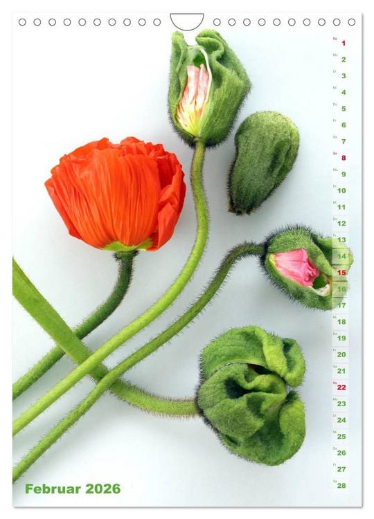 Produktbild: Mohn - Ein Bl&uuml;tentraum (Wandkalender 2026 DIN A4 hoch), CALVENDO Monatskalender