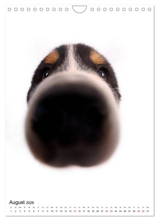 Produktbild: Der Fisheye Tiere Kalender (Wandkalender 2026 DIN A4 hoch), CALVENDO Monatskalender