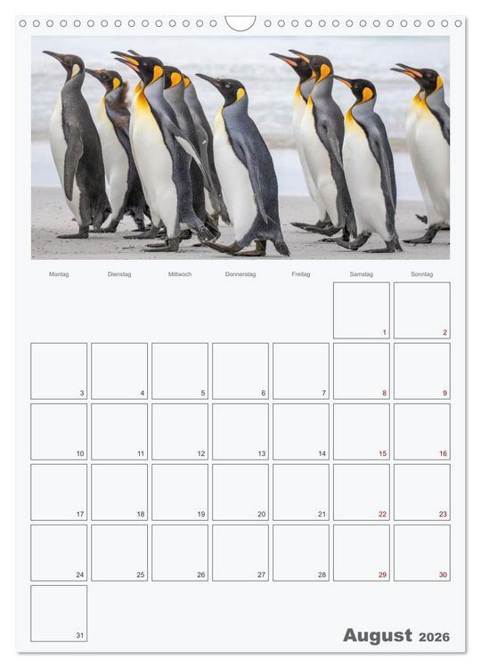 Produktbild: Alltag bei den Pinguinen auf Falkland (Wandkalender 2026 DIN A3 hoch), CALVENDO Monatskalender