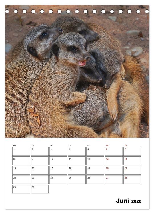 Produktbild: Niedliche Erdm&auml;nnchen (Tischkalender 2026 DIN A5 hoch), CALVENDO Monatskalender