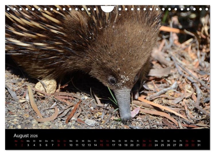 Produktbild: Australian Wildlife (Wandkalender 2026 DIN A4 quer), CALVENDO Monatskalender