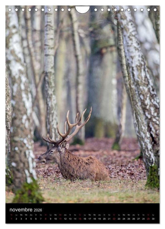 Produktbild: LE CERF EN FRANCE (Calendrier mural 2026 DIN A4 horizontal), CALVENDO calendrier mensuel