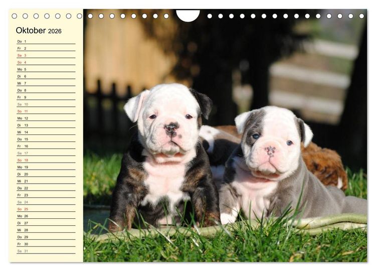 Produktbild: Bulldoggen-Moppelchen (Wandkalender 2026 DIN A4 quer), CALVENDO Monatskalender