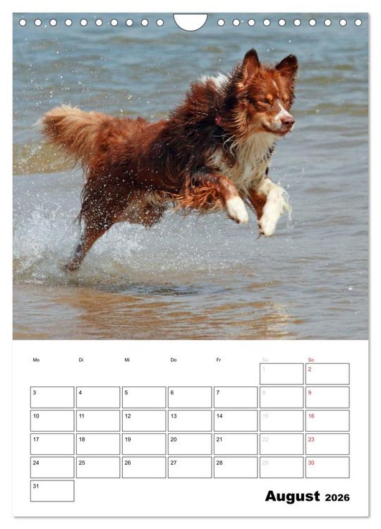 Produktbild: Australian Shepherd (Wandkalender 2026 DIN A4 hoch), CALVENDO Monatskalender