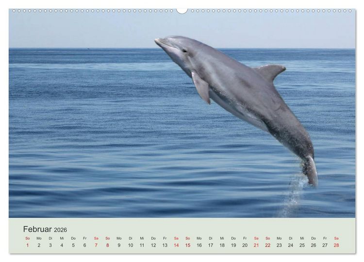 Produktbild: Die Welt der Delphine (Wandkalender 2026 DIN A2 quer), CALVENDO Monatskalender