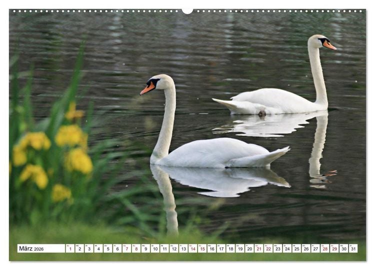 Produktbild: Schw&auml;ne - imposant und faszinierend (hochwertiger Premium Wandkalender 2026 DIN A2 quer), Kunstdruck in Hochglanz