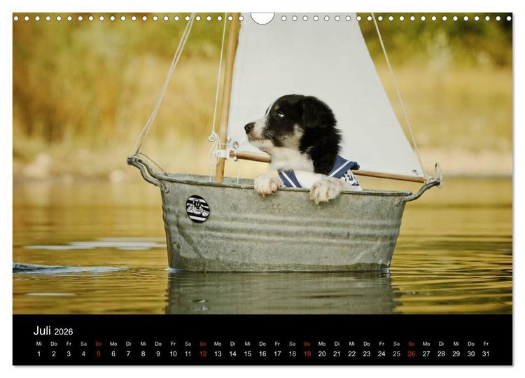Produktbild: Der Bordercollie-Kalender (Wandkalender 2026 DIN A3 quer), CALVENDO Monatskalender