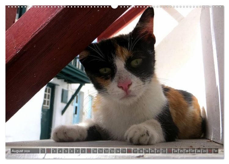 Produktbild: SAMTPFOTEN auf Mykonos (Wandkalender 2026 DIN A2 quer), CALVENDO Monatskalender