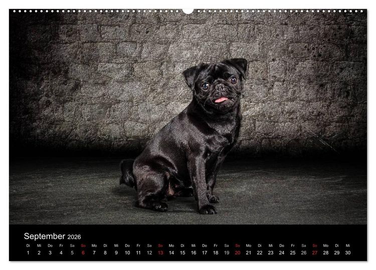 Produktbild: Urban Dogs - Hundekalender der anderen Art (Wandkalender 2026 DIN A2 quer), CALVENDO Monatskalender