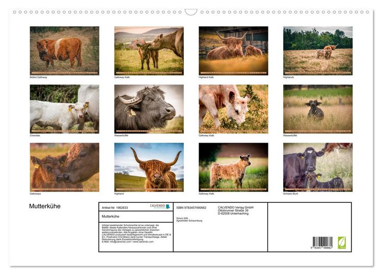 Produktbild: Mutterk&uuml;he (Wandkalender 2026 DIN A2 quer), CALVENDO Monatskalender