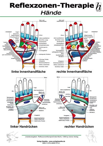 Das Skelett Des Menschen Mini-Poster Anatomie 34x24 Cm Medizinische Lehrmittel