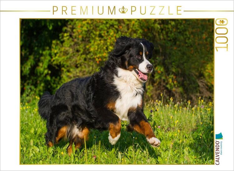 Produktbild: CALVENDO Puzzle Berner Sennenhund auf der Wiese | 1000 Teile Lege-Gr&ouml;&szlig;e 64x48cm Foto-Puzzle f&uuml;r gl&uuml;ckliche Stunden