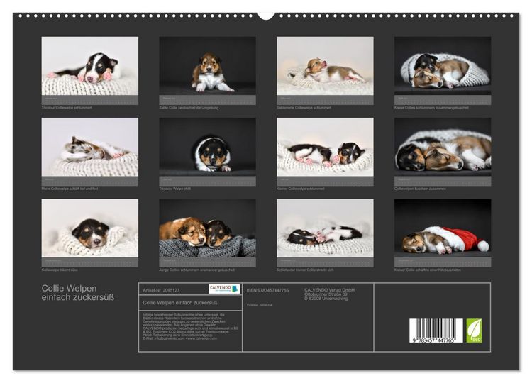 Produktbild: Collie Welpen einfach zuckers&uuml;&szlig; (hochwertiger Premium Wandkalender 2026 DIN A2 quer), Kunstdruck in Hochglanz